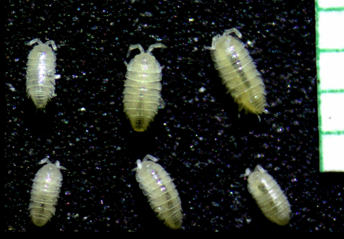 Isopods